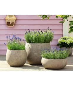 Lavendel 'Royal Blue' -Garten & Außenbereich 8097545 WE MO 001 LavendelRoyalBlue