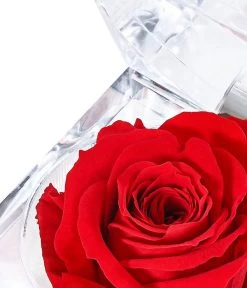 Longlife-Rose In Juwelenbox, Ca. Ø3,5 Cm -Garten & Außenbereich 8167041 PR DE 001 LLRoseJuwelenboxrot