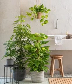 Dehner Seegras-Ampel Igmar 8 Dehner Seegras-Ampel Igmar -Garten & Außenbereich 820183 WE MO 001 ScheffleraAboricolaT21