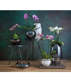 Schmetterlingsorchidee - Phalaenopsis Cultivars -Garten & Außenbereich 8203242 8207201 PR MO 002KERAMIKSERIE ORCHIDEEN