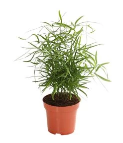 Zierspargel - Asparagus Cultivars, Verschiedene Sorten