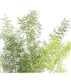 Zierspargel - Asparagus Cultivars, Verschiedene Sorten -Garten & Außenbereich 8203838 WE FS 003 ZierspargelAsparagusCultivars