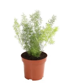 Zierspargel - Asparagus Cultivars, Verschiedene Sorten -Garten & Außenbereich 8203838 WE FS 003 ZierspargelAsparagusCultivarsT12DehnerExpressHerzig