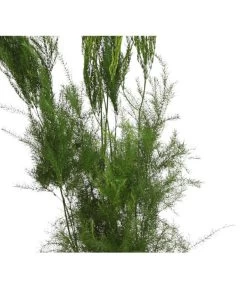 Zierspargel - Asparagus Cultivars, Verschiedene Sorten -Garten & Außenbereich 8203838 WE FS 004 ZierspargelAsparagusCultivars