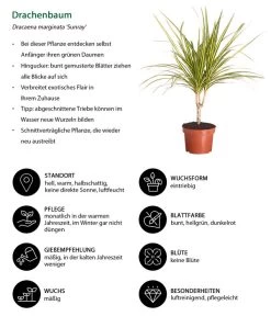 Drachenbaum - Dracaena Marginata 'Sunray' -Garten & Außenbereich 8204562 WE IG 001 DracaenaSunrayDrachenbaumDehnerExpressZS