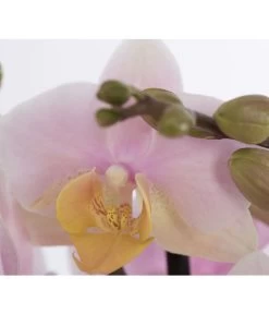 Schmetterlingsorchidee - Phalaenopsis Cultivars -Garten & Außenbereich 8207201 PR DE 001 PHalaenopsis2TrieberVerzweigtSortenmixSchmetterlingsorchideeT12DehnerExpressZS