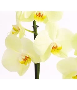 Schmetterlingsorchidee - Phalaenopsis Cultivars -Garten & Außenbereich 8207201 PR DE 001 SchmetterlingsorchideePhalaenopsis2TrieberVerzweigt25DehnerExpressHerzig
