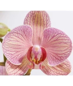 Schmetterlingsorchidee - Phalaenopsis Cultivars -Garten & Außenbereich 8207201 PR DE 002 PHalaenopsis2TrieberVerzweigtSortenmixSchmetterlingsorchideeT12DehnerExpressZS