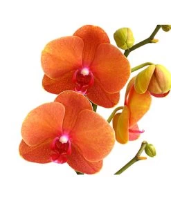 Schmetterlingsorchidee - Phalaenopsis Cultivars -Garten & Außenbereich 8207201 PR DE 002 SchmetterlingsorchideePhalaenopsis2TrieberVerzweigt25DehnerExpressHerzig