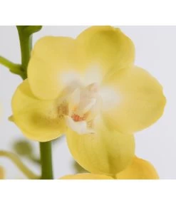 Schmetterlingsorchidee - Phalaenopsis Cultivars -Garten & Außenbereich 8207201 PR DE 003 PHalaenopsis2TrieberVerzweigtSortenmixSchmetterlingsorchideeT12DehnerExpressZS