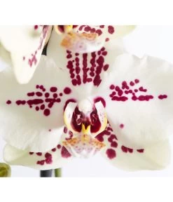 Schmetterlingsorchidee - Phalaenopsis Cultivars -Garten & Außenbereich 8207201 PR DE 004 PHalaenopsis2TrieberVerzweigtSortenmixSchmetterlingsorchideeT12DehnerExpressZS