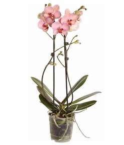 Schmetterlingsorchidee - Phalaenopsis Cultivars -Garten & Außenbereich 8207201 PR FS 002 PHalaenopsis2TrieberVerzweigtSortenmixSchmetterlingsorchideeT12DehnerExpressZS