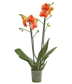 Schmetterlingsorchidee - Phalaenopsis Cultivars -Garten & Außenbereich 8207201 PR FS 002 SchmetterlingsorchideePhalaenopsis2TrieberVerzweigt25DehnerExpressHerzig