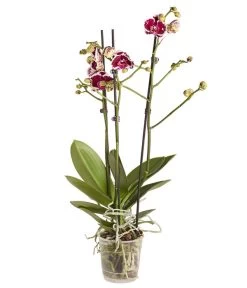 Schmetterlingsorchidee - Phalaenopsis Cultivars -Garten & Außenbereich 8207201 PR FS 04 PHalaenopsis2TrieberVerzweigtSortenmixSchmetterlingsorchideeT12DehnerExpressZS