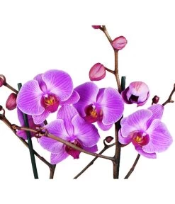 Schmetterlingsorchidee - Phalaenopsis Cultivars -Garten & Außenbereich 8207201 WE DE 004 SchmetterlingsorchideePhalaenopsis2TrieberVerzweigt25DehnerExpressHerzig