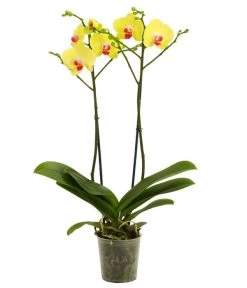 Schmetterlingsorchidee - Phalaenopsis Cultivars -Garten & Außenbereich 8207201 WE FS 001 Phalaenopsis2TrieberVerzweigt25Dehner