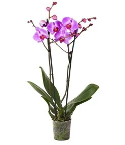 Schmetterlingsorchidee - Phalaenopsis Cultivars -Garten & Außenbereich 8207201 WE FS 004 SchmetterlingsorchideePhalaenopsis2TrieberVerzweigt25DehnerExpressHerzig
