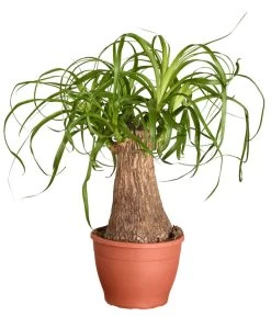 Elefantenfuß - Beaucarnea Recurvata