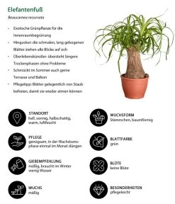 Elefantenfuß - Beaucarnea Recurvata -Garten & Außenbereich 8207961 WE IG 001 ElefantenfussBeaucarneaRecurvataElefantenfussDehnerExpressZS