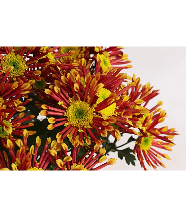 Chrysantheme 'Splash Energy' 2 Chrysantheme 'Splash Energy' – Bild 2