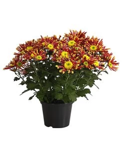 Chrysantheme 'Splash Energy'