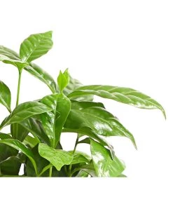 Kaffeepflanze - Coffea Arabica -Garten & Außenbereich 8215683 WE DE 001 KaffeepflanzeCoffeaArabicaT12DehnerExpressHerzig