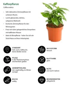Kaffeepflanze - Coffea Arabica -Garten & Außenbereich 8215683 WE IG 001 KaffeepflanzeCoffeaArabicaT12DehnerExpressHerzig
