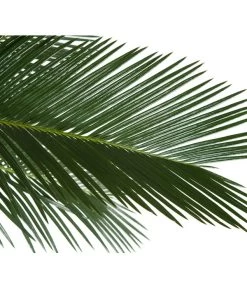 Sagopalmfarn - Cycas Revoluta -Garten & Außenbereich 8216236 BildD 001 PalmfarnCycasRevoluta45