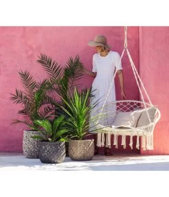 XXL Kanarische Dattelpalme, Ca. 140-160 Cm 7 XXL Kanarische Dattelpalme, Ca. 140-160 Cm -Garten & Außenbereich 8216277 WE MO 001 DracaenaIndivisiaT20