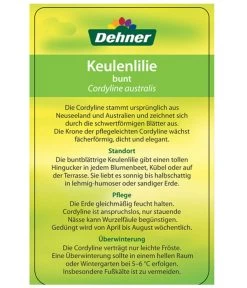 Keulenlilie - Cordyline Australis Variegata -Garten & Außenbereich 8216368 CorylineBuntEtikett2