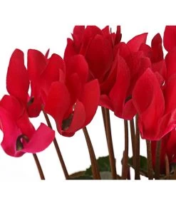 Midi Alpenveilchen, Verschiedene Sorten -Garten & Außenbereich 8217622 PR DE 001 AlpenveilchenCyclameRot10DehnerExpressHerzig