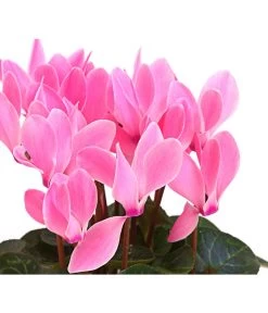 Midi Alpenveilchen, Verschiedene Sorten -Garten & Außenbereich 8217622 PR DE 002 AlpenveilchenCyclameRosaMidi10DehnerExpressHerzig