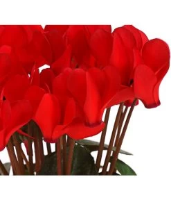 Midi Alpenveilchen, Verschiedene Sorten -Garten & Außenbereich 8217622 PR DE AlpenveilchenCyclameRotMidi10DehnerExpressHerzig