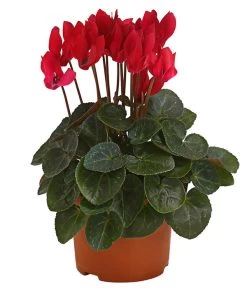 Midi Alpenveilchen, Verschiedene Sorten -Garten & Außenbereich 8217622 PR FS 001 AlpenveilchenCyclameRot10DehnerExpressHerzig