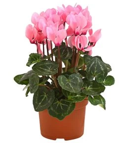 Midi Alpenveilchen, Verschiedene Sorten -Garten & Außenbereich 8217622 PR FS 003 AlpenveilchenCyclameRosa10MidiDehnerExpressHerzig