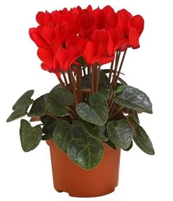 Midi Alpenveilchen, Verschiedene Sorten -Garten & Außenbereich 8217622 PR FS AlpenveilchenCyclameRot10DehnerExpressHerzig