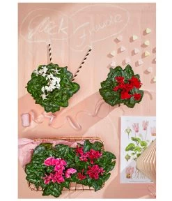 Midi Alpenveilchen, Verschiedene Sorten -Garten & Außenbereich 8217622 WE MO 001 AlpenveilchenCyclameMidiT9UveSauer