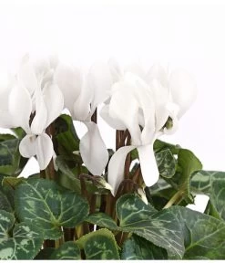 Midi Alpenveilchen, Verschiedene Sorten -Garten & Außenbereich 8217903 PR DE 001 AlpenveilchenCyclameFrangeWeissT12DehnerExpressHerzig