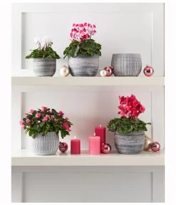 Midi Alpenveilchen, Verschiedene Sorten -Garten & Außenbereich 8217903 WE MO 001 CyclameMidiWeiss