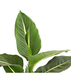 Dieffenbachie - Dieffenbachia Maculata, Verschiedene Sorten -Garten & Außenbereich 8219560 WE DE DieffenbachieGreenMagicT12