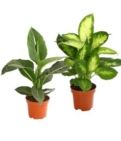 Dieffenbachie - Dieffenbachia Maculata, Verschiedene Sorten
