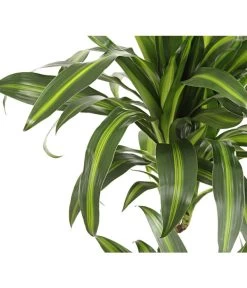 Drachenbaum - Dracaena Deremensis, Verschiedene Sorten -Garten & Außenbereich 8220980 WE DE 001 DrachenbaumDracaenaHawaianSunshineT27DehnerExpressHerzig