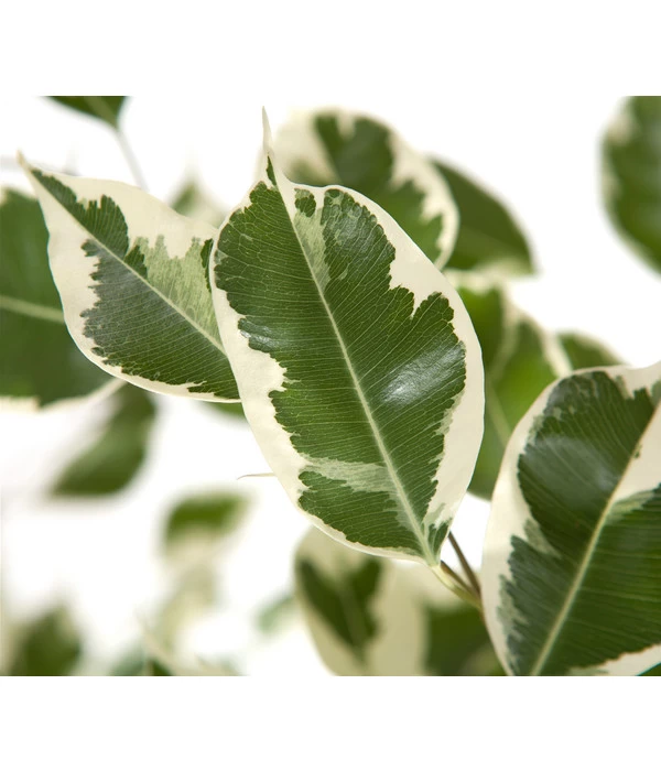 Birkenfeige - Ficus Benjamina 'Forever', Verschiedene Sorten 5 Birkenfeige - Ficus Benjamina 'Forever', Verschiedene Sorten – Bild 5