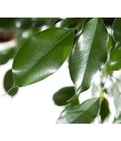 Birkenfeige - Ficus Benjamina 'Forever', Verschiedene Sorten 11 Birkenfeige - Ficus Benjamina 'Forever', Verschiedene Sorten -Garten & Außenbereich 8229106 BildD 003 BirkenfeigeFicusForeverMixFicusForeverMix120