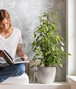 Birkenfeige - Ficus Benjamina 'Forever', Verschiedene Sorten 8 Birkenfeige - Ficus Benjamina 'Forever', Verschiedene Sorten -Garten & Außenbereich 8229106 WE MO 001 BirkenfeigeFicusForeverMixT21