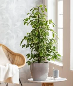 Birkenfeige - Ficus Benjamina 'Forever', Verschiedene Sorten 9 Birkenfeige - Ficus Benjamina 'Forever', Verschiedene Sorten -Garten & Außenbereich 8229106 WE MO 001 FicusForeverMixT21