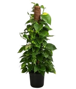Efeutute - Epipremnum Aureum 'Torro' Am Moosstab