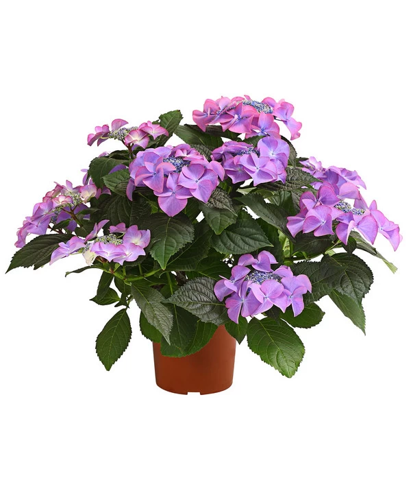 Hortensie - Hydrangea Macrophylla 'Tiffany' 1 Hortensie - Hydrangea Macrophylla 'Tiffany'