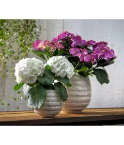 Hortensie - Hydrangea Macrophylla 'Tiffany' 8 Hortensie - Hydrangea Macrophylla 'Tiffany' -Garten & Außenbereich 8236648 WE MO 013 8233744 HydrangeamacrophyllaHortensieTiffanyHortensieMidi