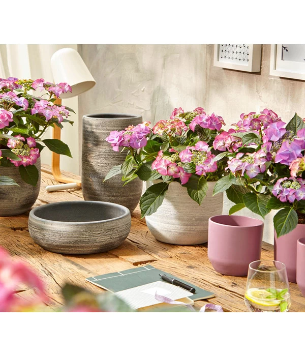 Hortensie - Hydrangea Macrophylla 'Tiffany' 2 Hortensie - Hydrangea Macrophylla 'Tiffany' – Bild 2